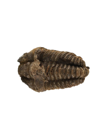 Trilobitenfossil
