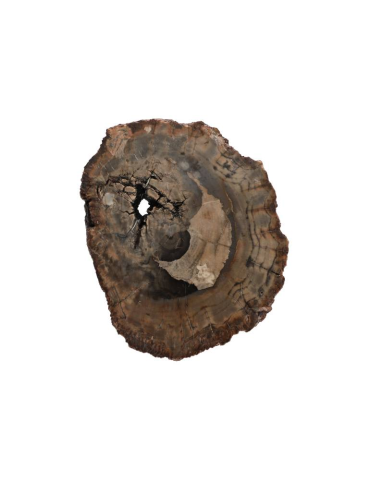 Sezione di legno fossile