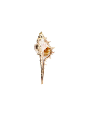 Copy of Aporrhais shell pendant
