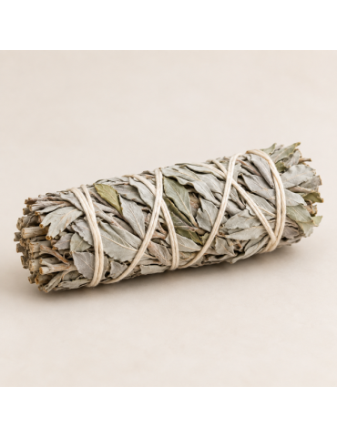 White Sage in bundles 10cm - 30g