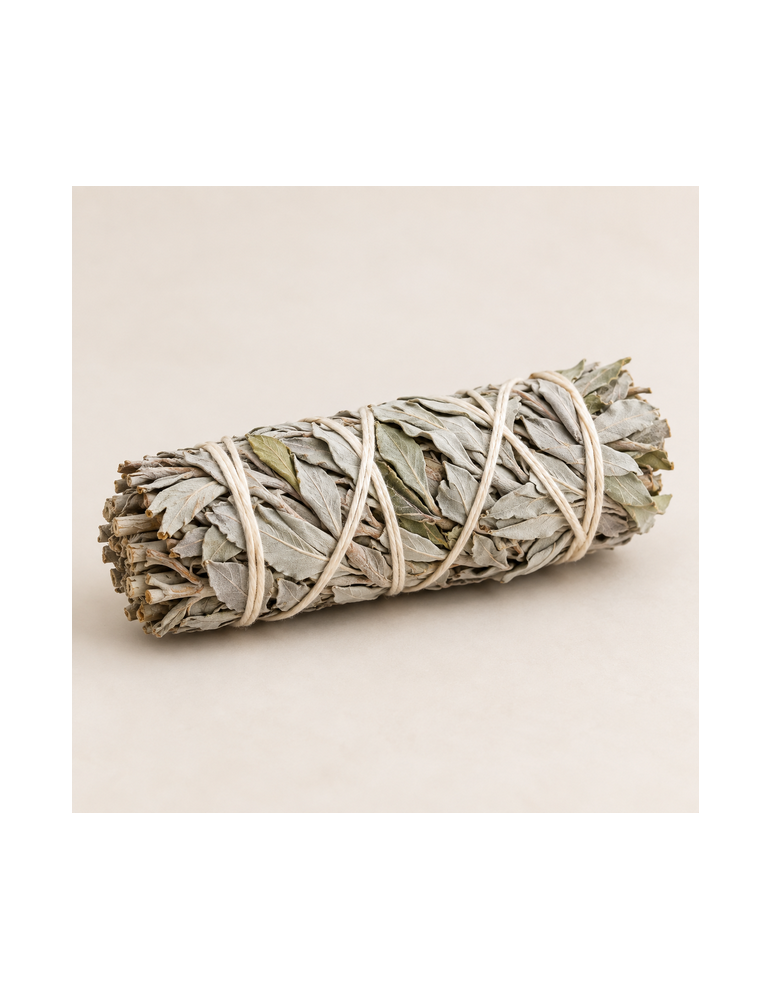 Sauge Blanche de Californie en fagots 10cm