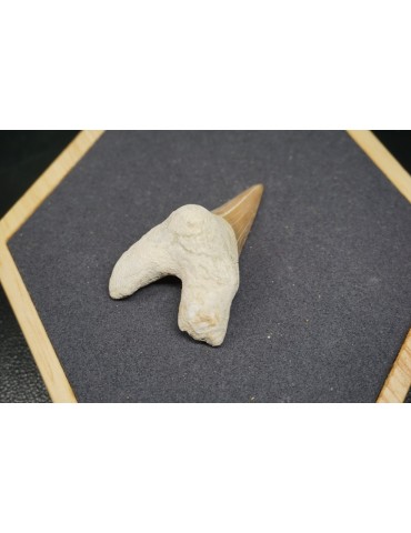 Fossile de Dent de Requin