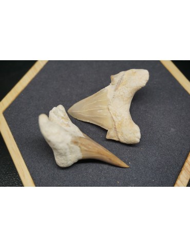 Fossile de Dent de Requin